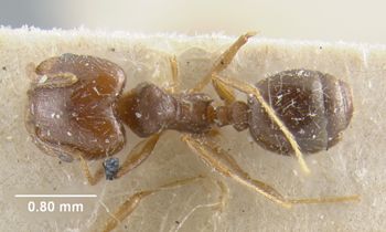 Media type: image;   Entomology 20725 Aspect: habitus dorsal view